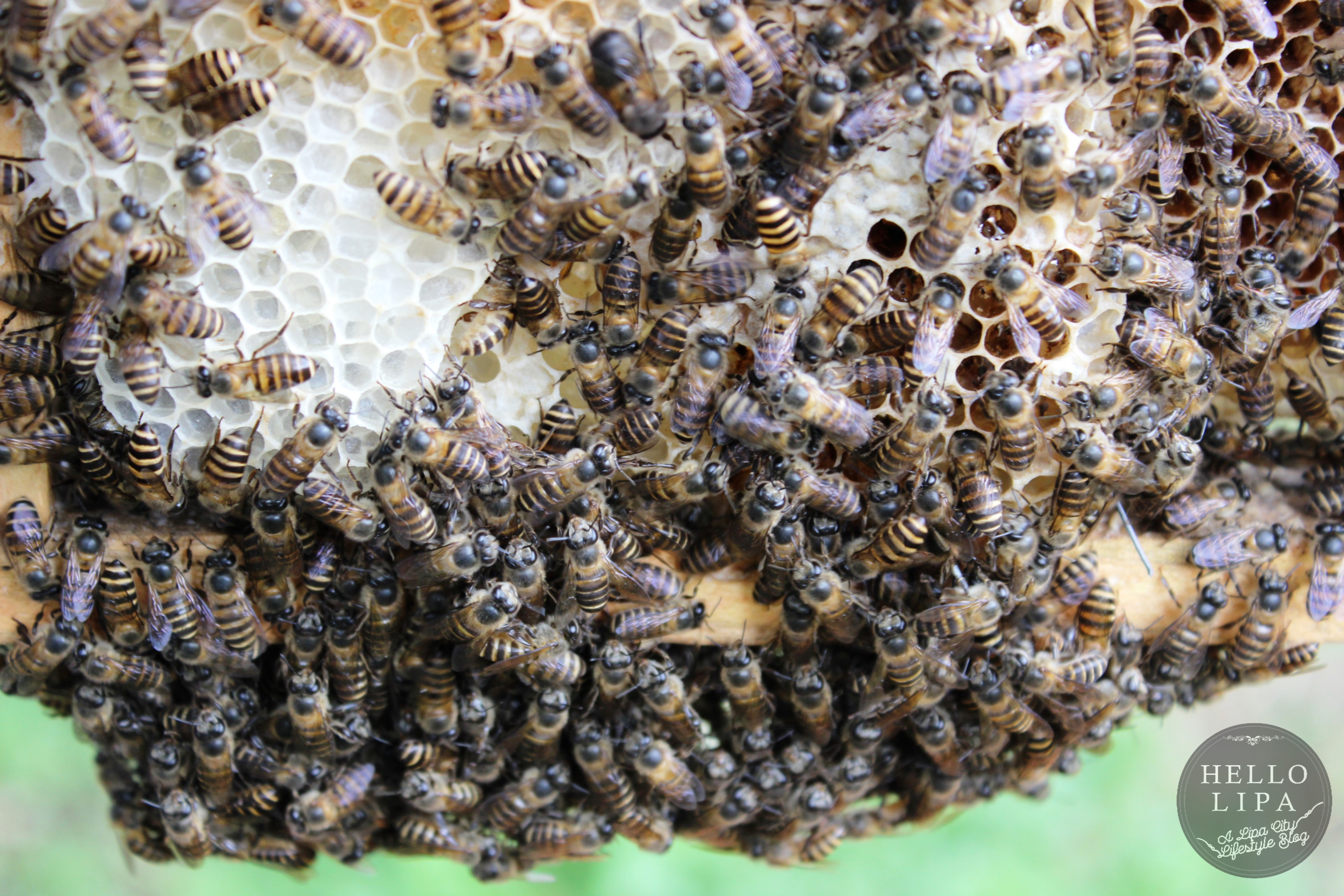 Life is Healthy and Sweet at Honey House Honey Bee Farm